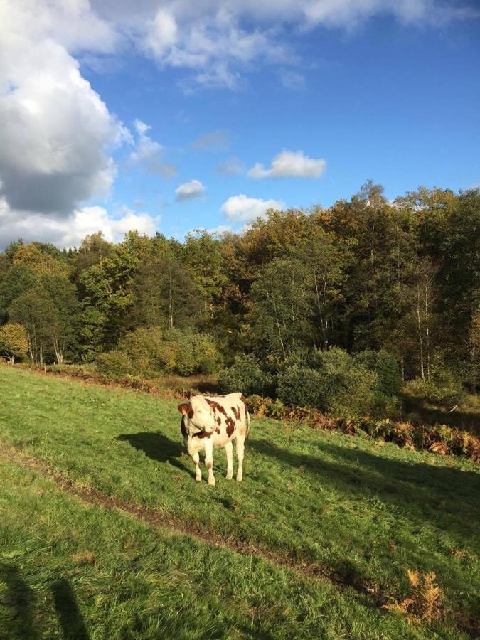 Home Sweet Home Ardennais Waimes Exterior foto